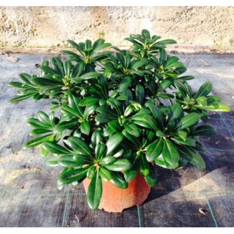 Pittosporum