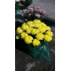 Chrysanthemum