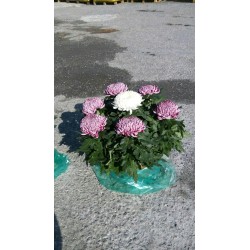 Chrysanthemum