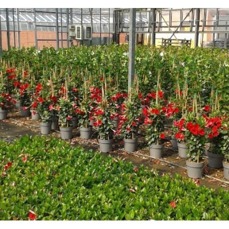 Dipladenia