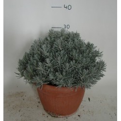 Helichrysum italicum