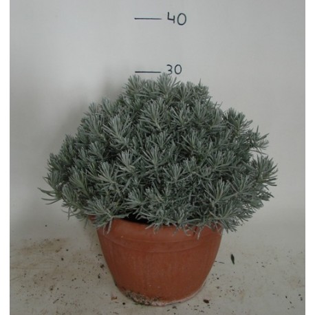 Helichrysum italicum 