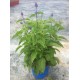 Salvia Farinacea