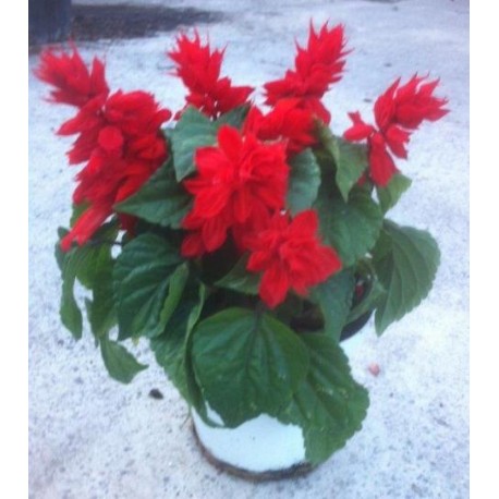 Salvia decorativa "Go Go Scarlett"