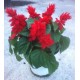 Salvia decorativa "Go Go Scarlett"