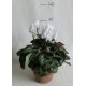 Cyclamen