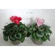 Cyclamen