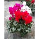 Cyclamen