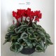 Cyclamen