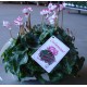 Cyclamen