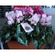 Cyclamen