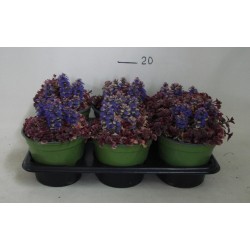 Ajuga