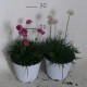 Armeria Marittima