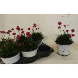 Armeria Marittima