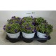 Aubretia