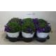 Aubretia