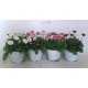 Bellis Perennis