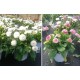 Bellis Perennis