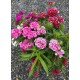 Dianthus Barbatus