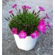 Dianthus Kaori