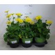 Doronicum