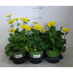 Doronicum