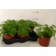 Chervil