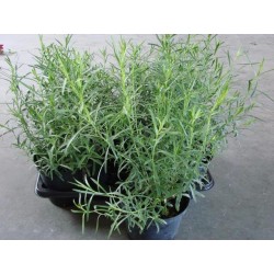 Tarragon