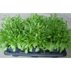 Rucola